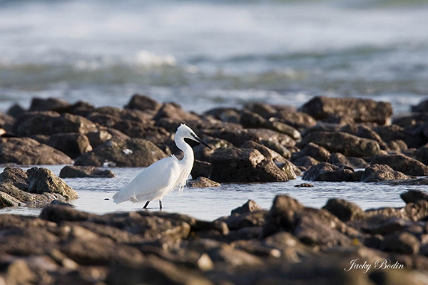 une autre vue de l'aigrette garzette au gagnage L'aigrette garzette se révèle très élégante et majestueuse lorsqu'elle pêche en se concentrant sur sa proie.